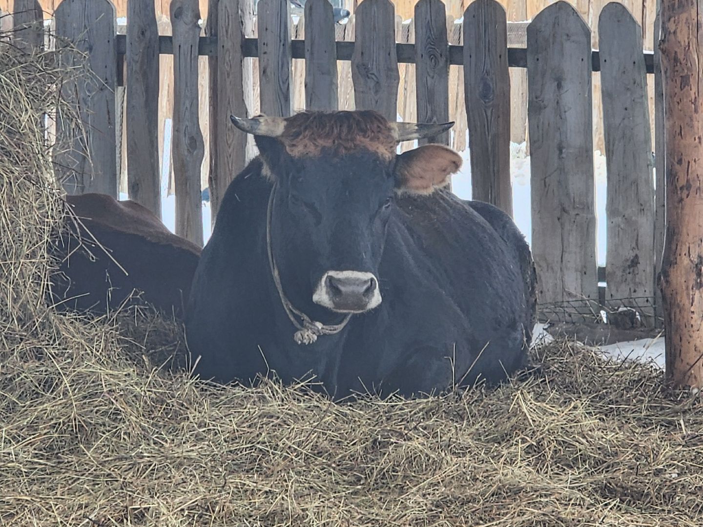 Чехов, Подмосковье, Дикие белки, агротуризм, молоко, козы, коровы,