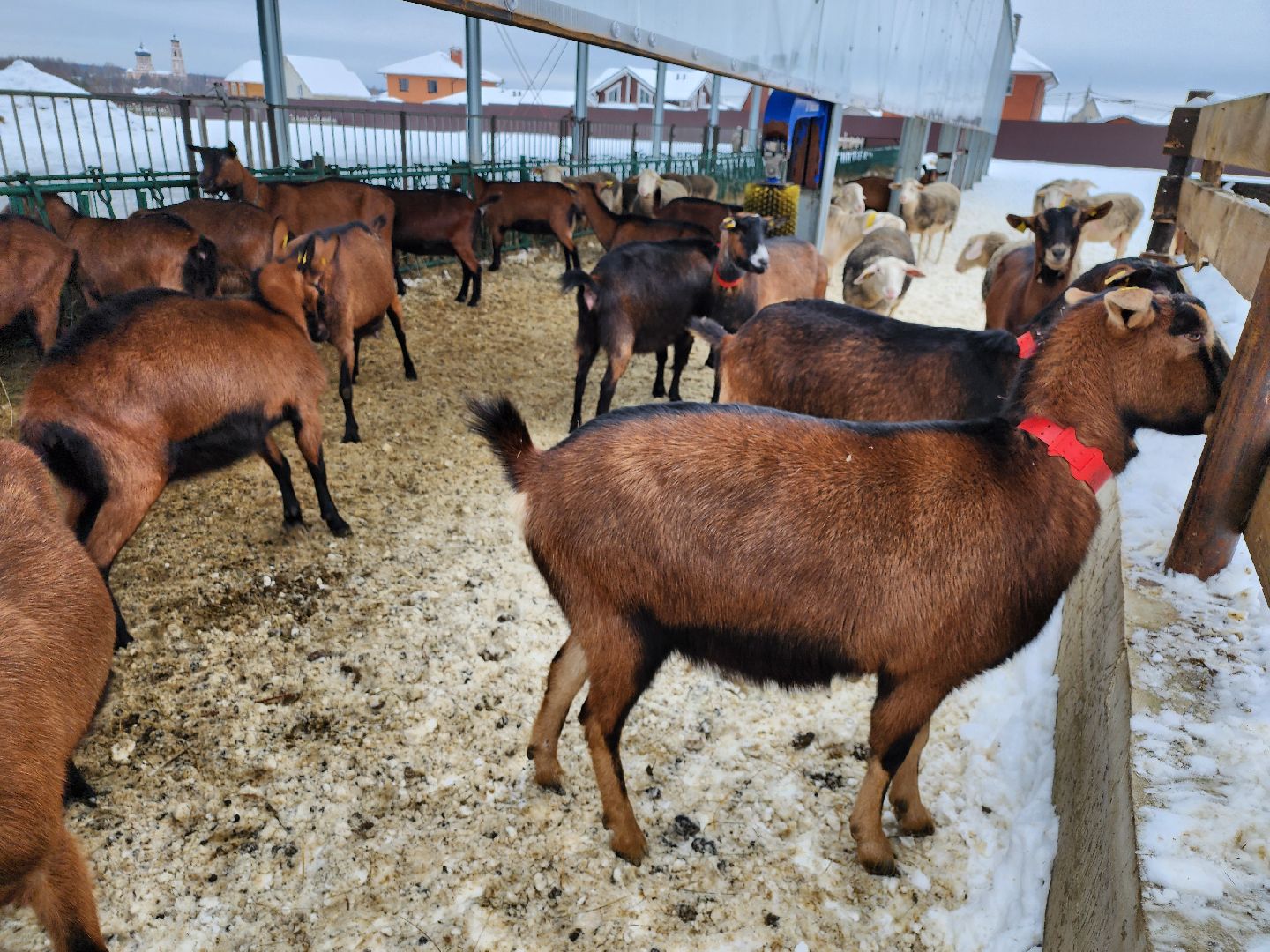 Чехов, Подмосковье, Дикие белки, агротуризм, молоко, козы, коровы,