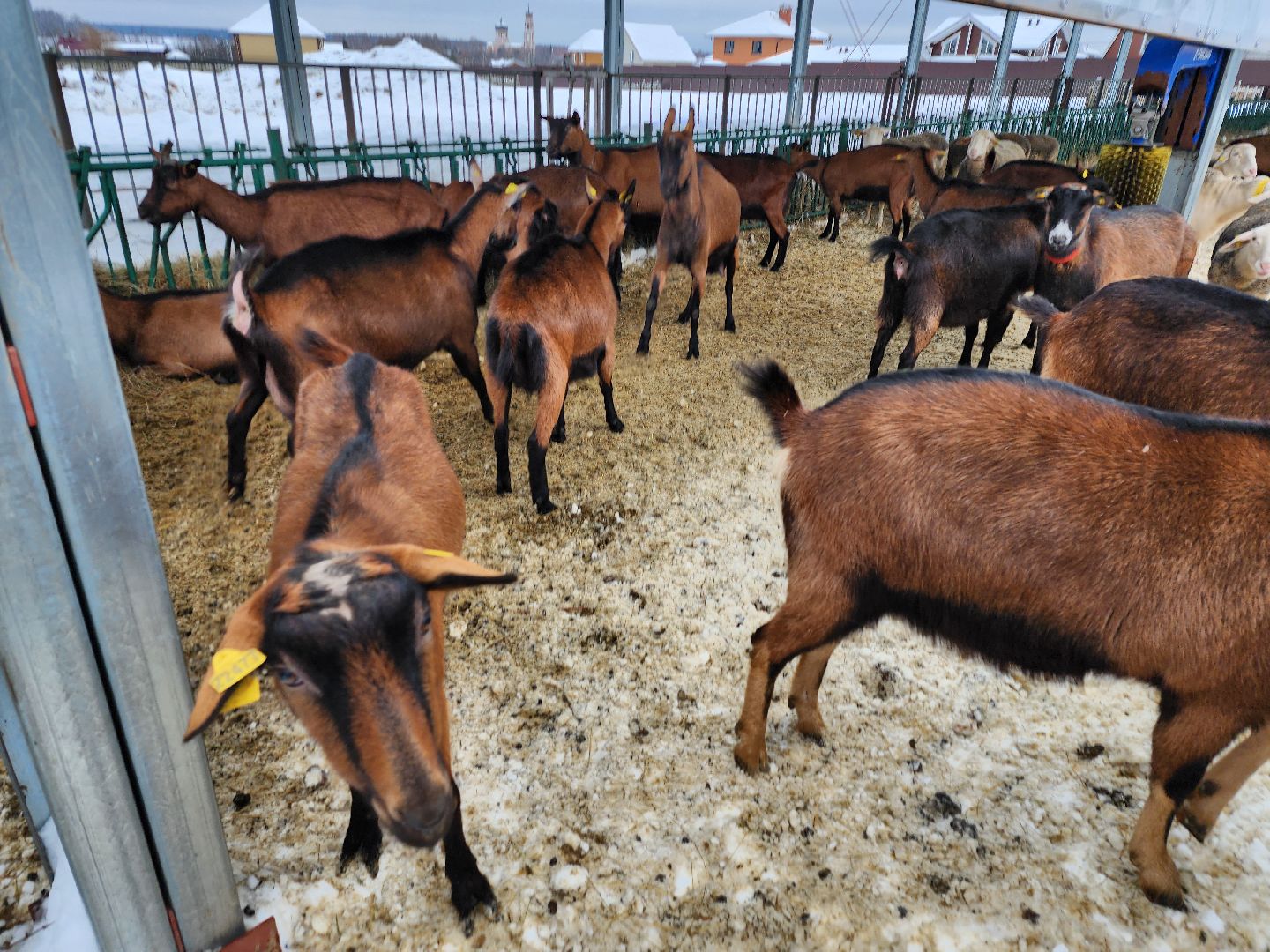 Чехов, Подмосковье, Дикие белки, агротуризм, молоко, козы, коровы,