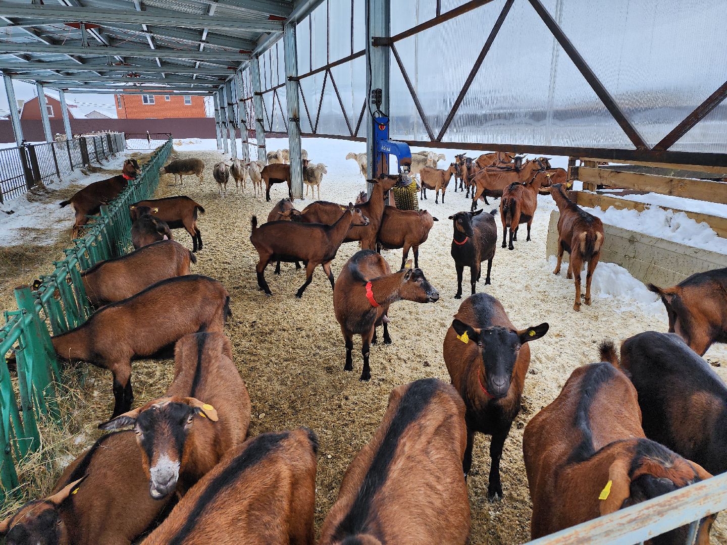 Чехов, Подмосковье, Дикие белки, агротуризм, молоко, козы, коровы,