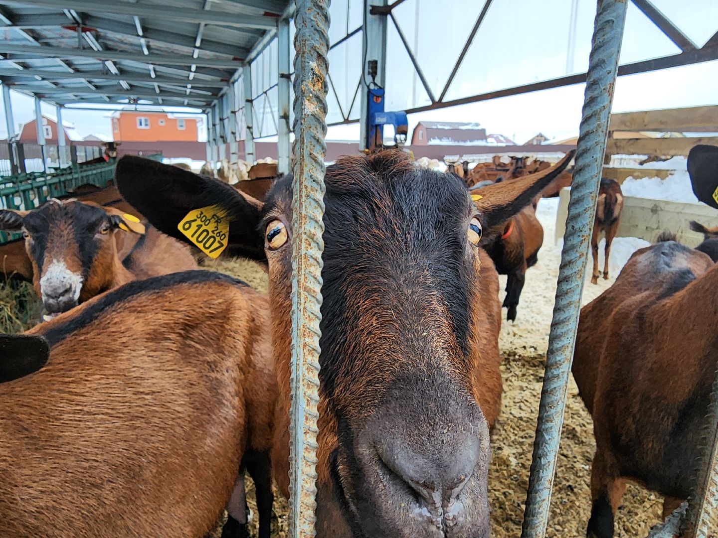 Чехов, Подмосковье, Дикие белки, агротуризм, молоко, козы, коровы,