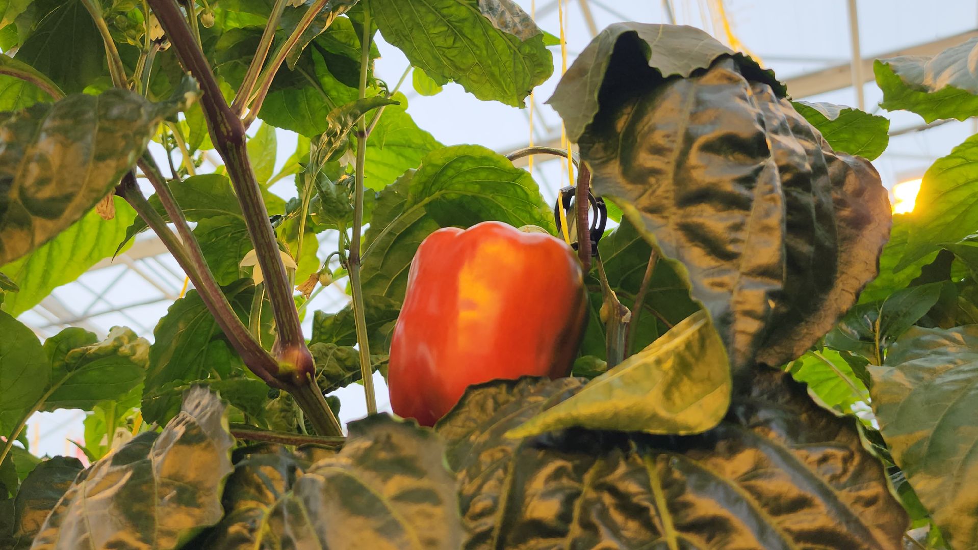 серпухов, турово, сельское хозяйство, теплицы, баклажаны, перцы,