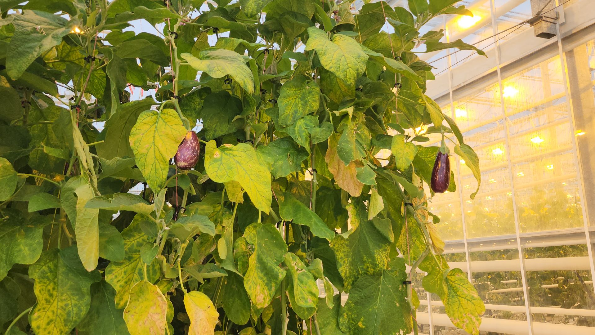 серпухов, турово, сельское хозяйство, теплицы, баклажаны, перцы,