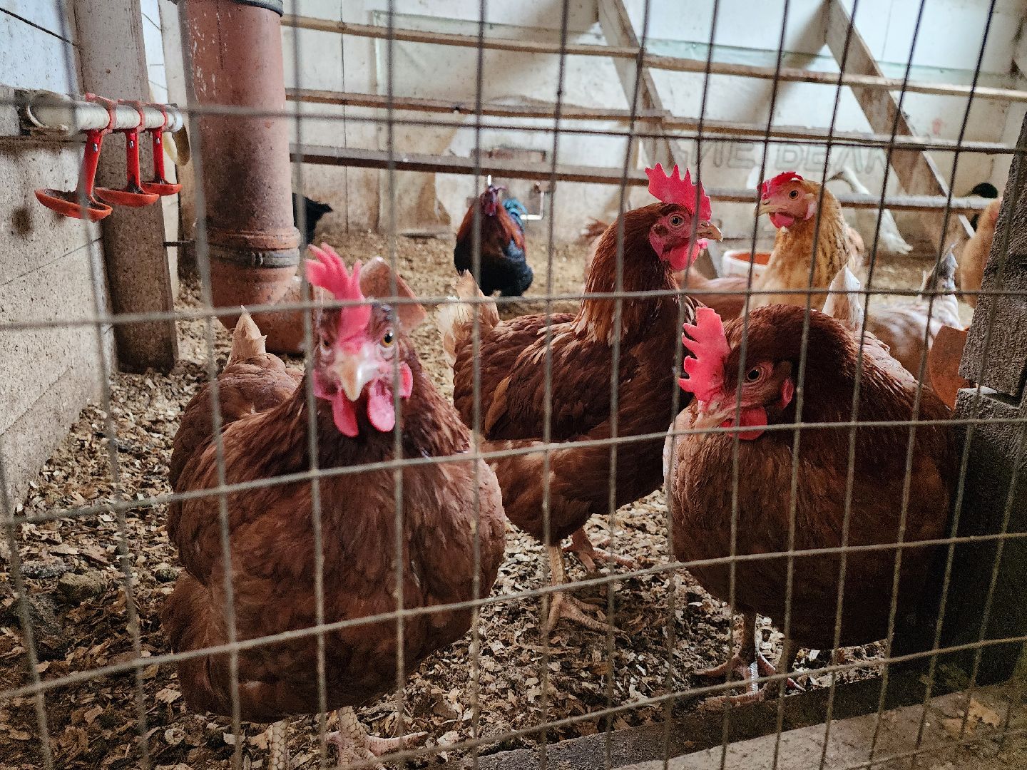 подмосковье, чехов, дикие белки, дети, агротуризм,