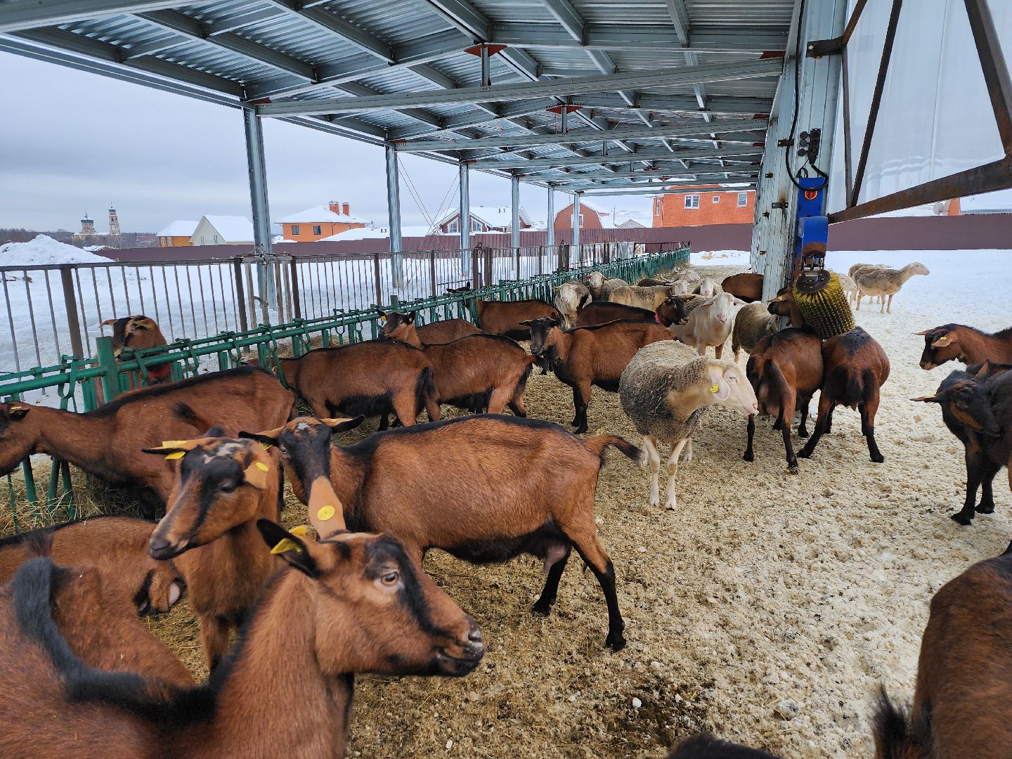 подмосковье, чехов, дикие белки, дети, агротуризм,