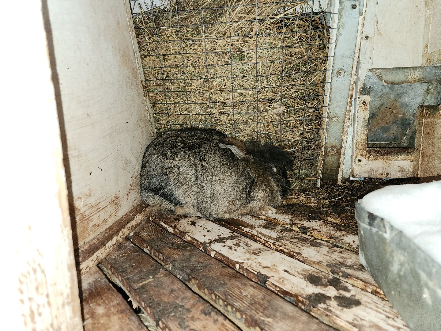 подмосковье, чехов, дикие белки, дети, агротуризм,