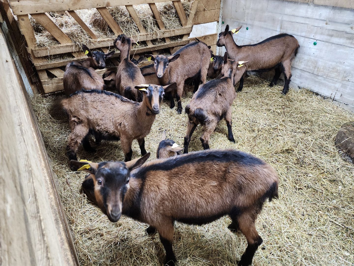 подмосковье, чехов, дикие белки, дети, агротуризм,