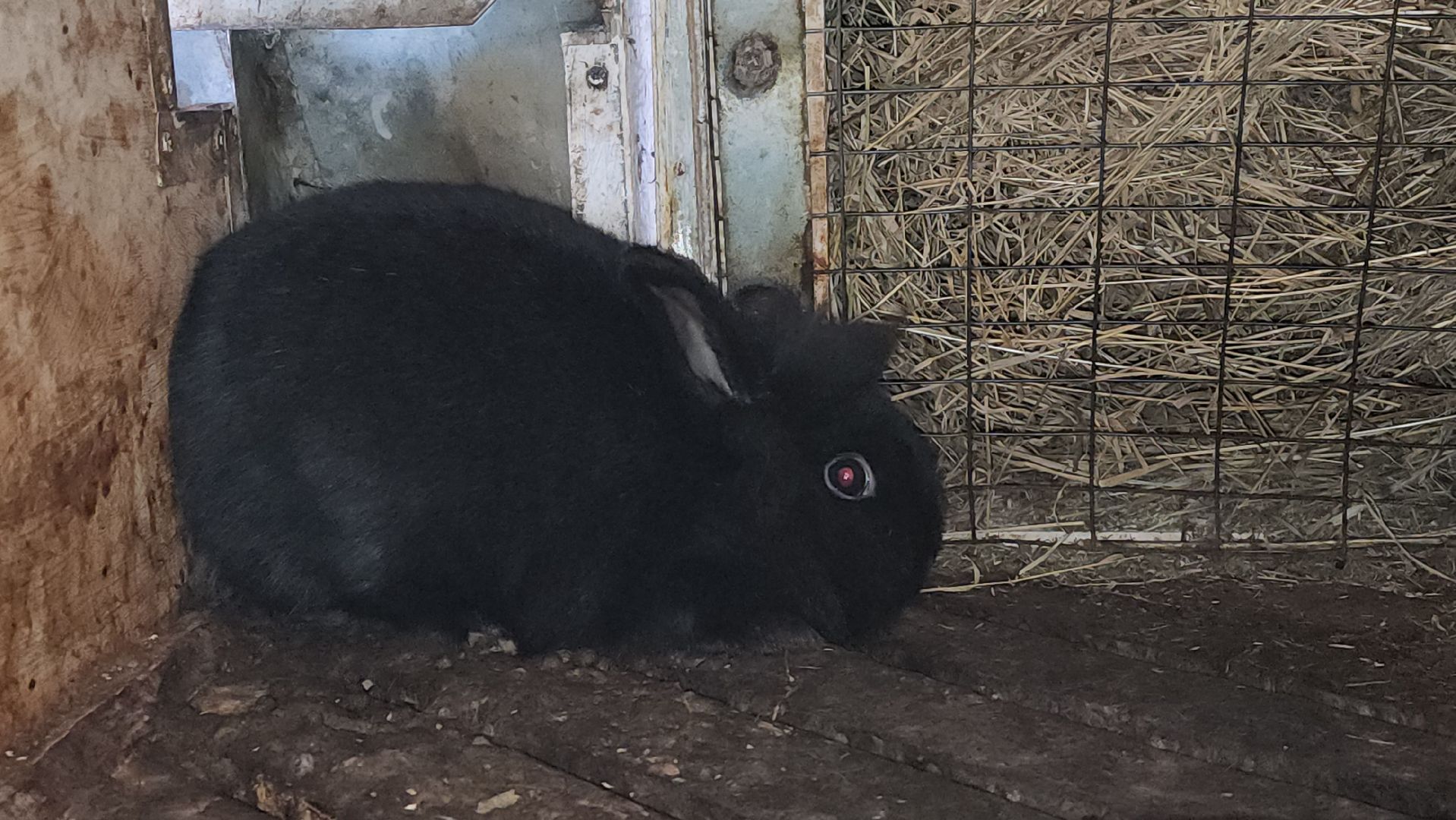 подмосковье, чехов, дикие белки, дети, агротуризм,