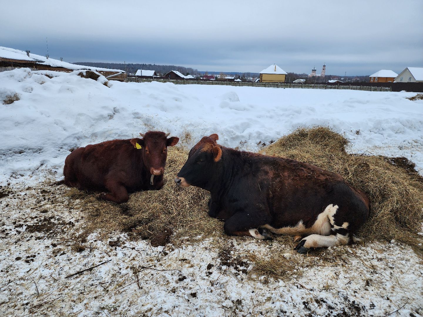 подмосковье, чехов, дикие белки, дети, агротуризм,