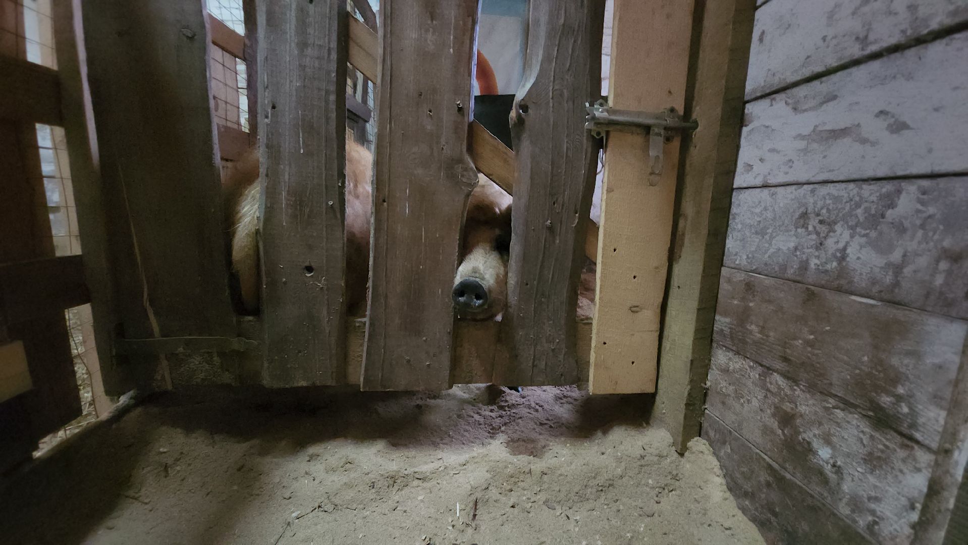 подмосковье, чехов, дикие белки, дети, агротуризм,