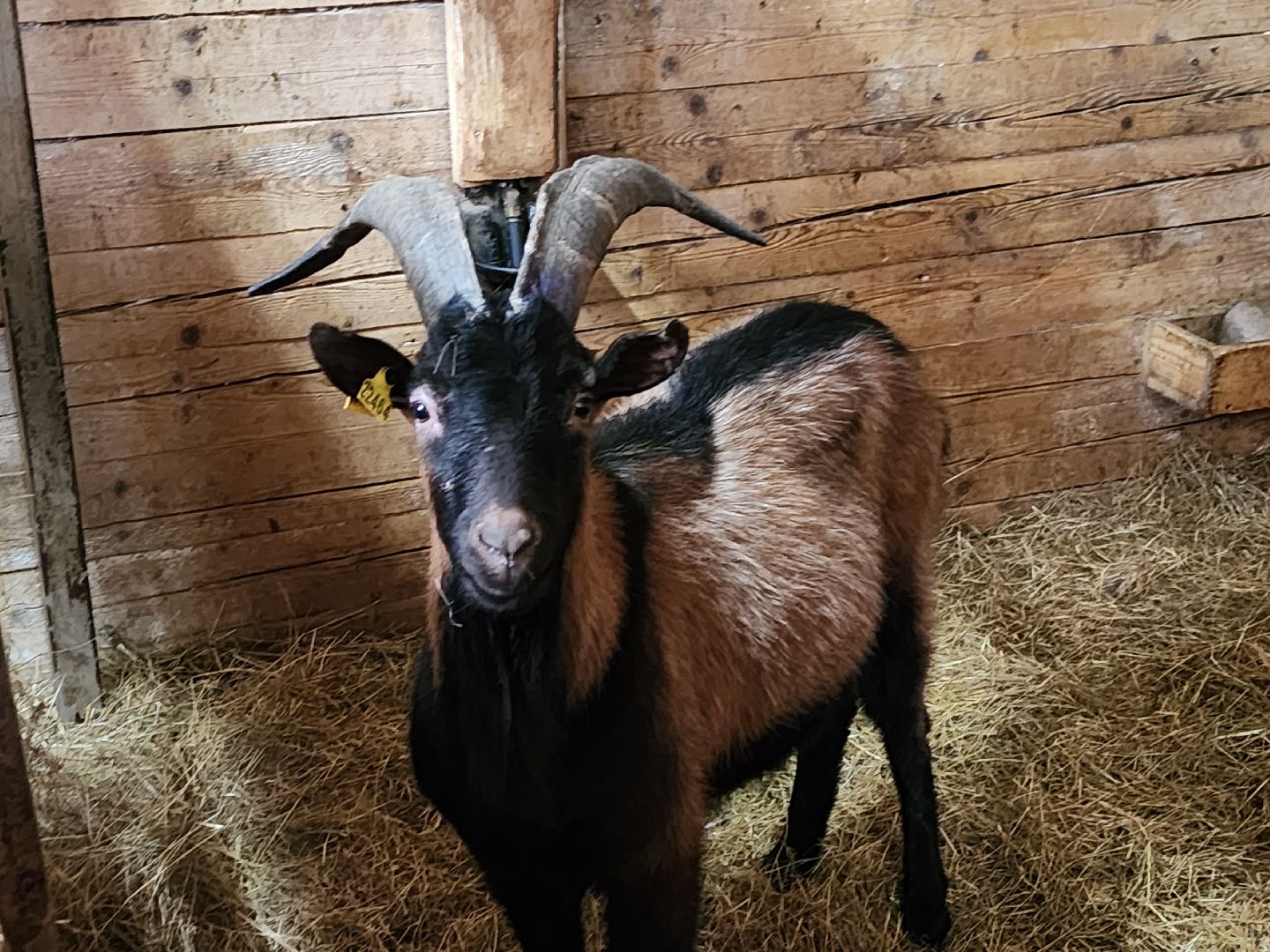 подмосковье, чехов, дикие белки, дети, агротуризм,