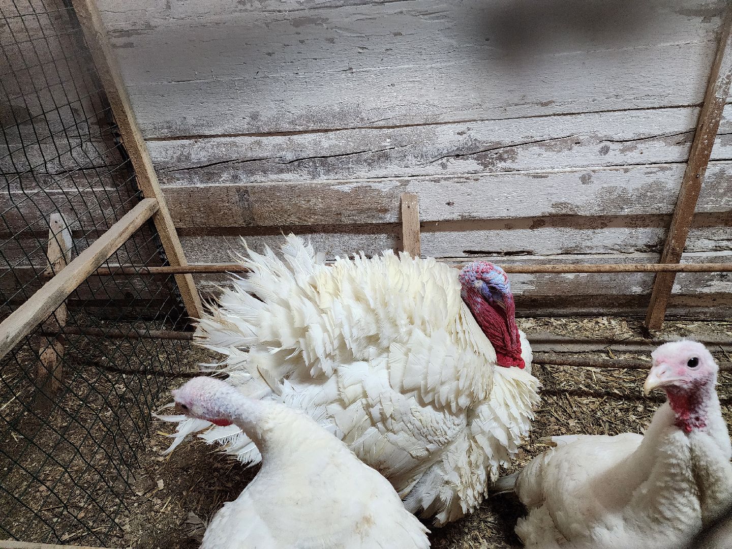 подмосковье, чехов, дикие белки, дети, агротуризм,