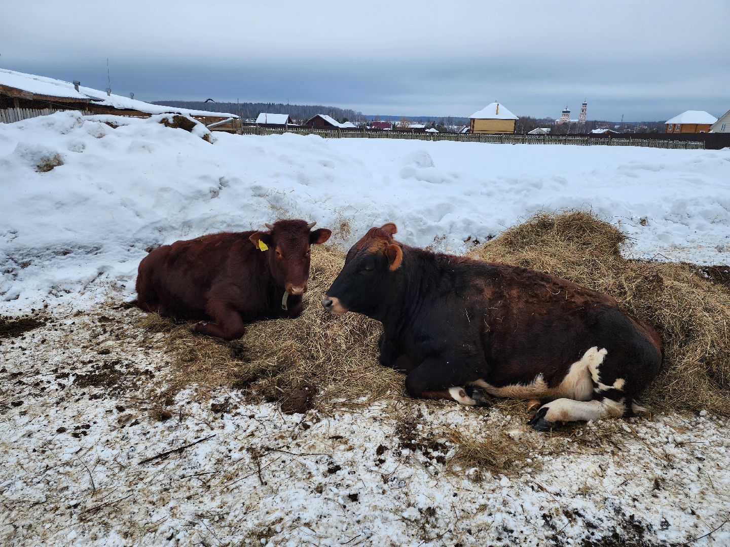 подмосковье, чехов, дикие белки, дети, агротуризм,