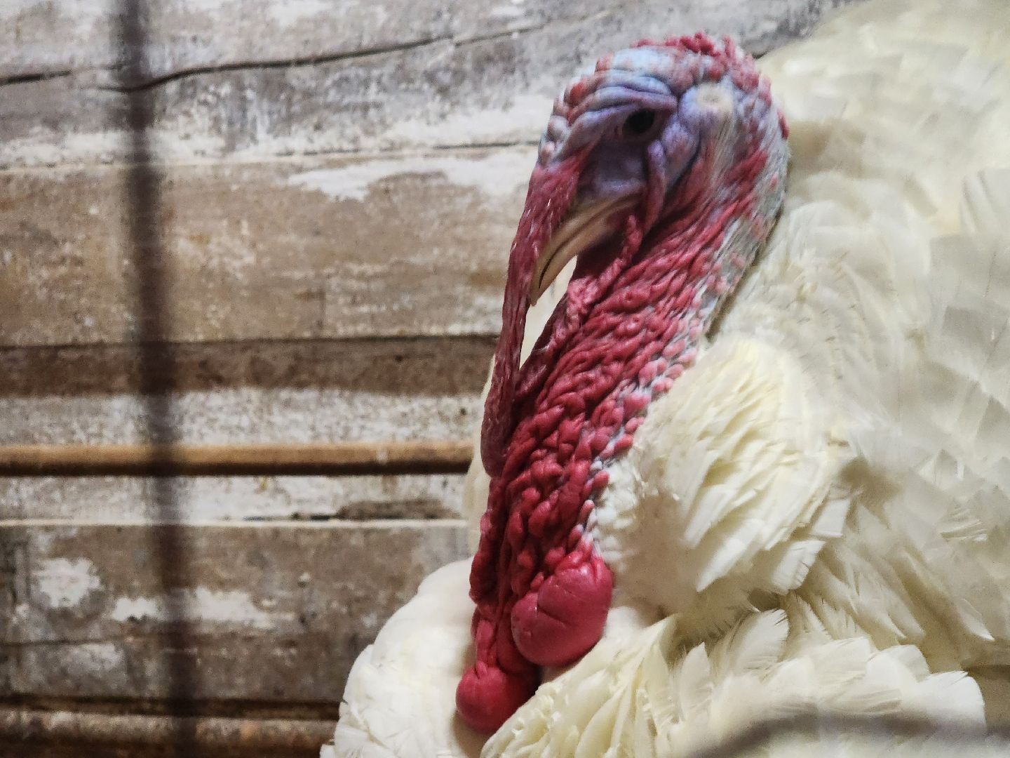 подмосковье, чехов, дикие белки, дети, агротуризм,