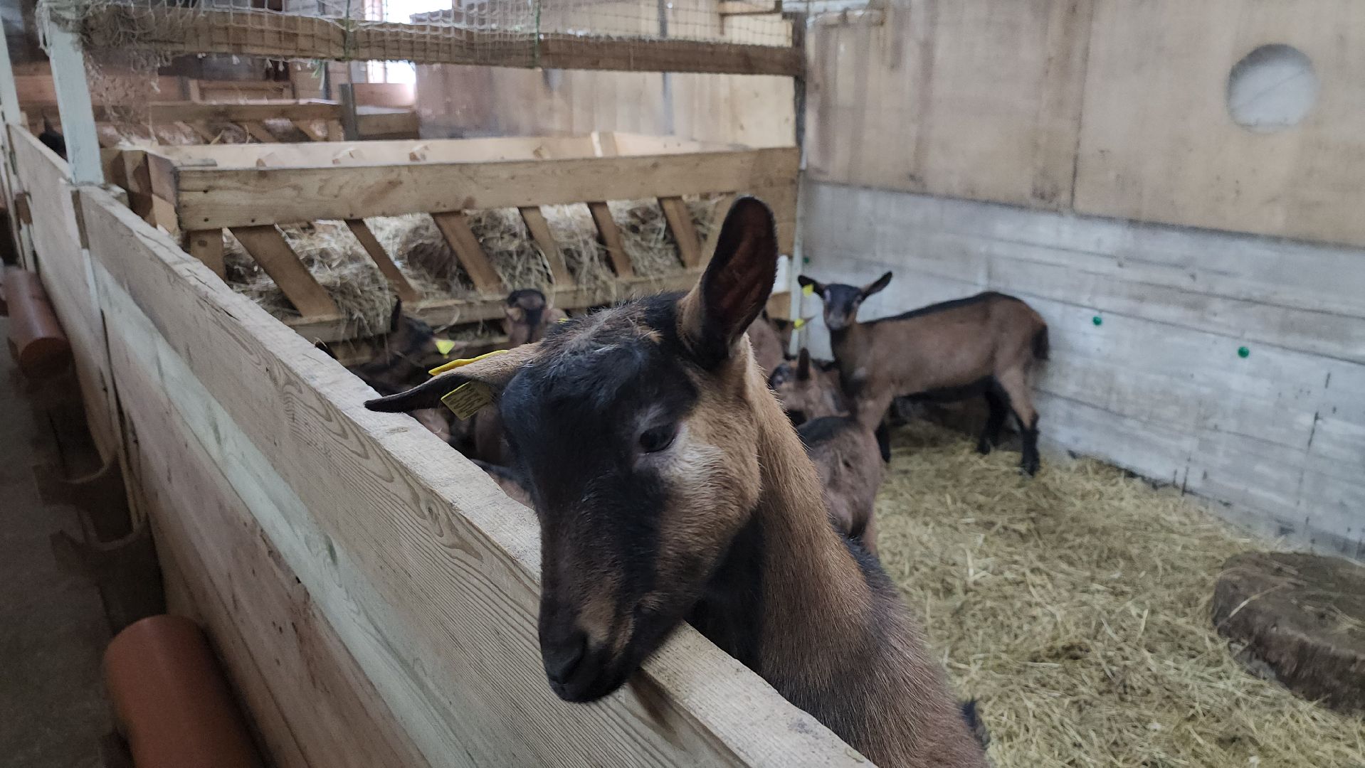 подмосковье, чехов, дикие белки, дети, агротуризм,