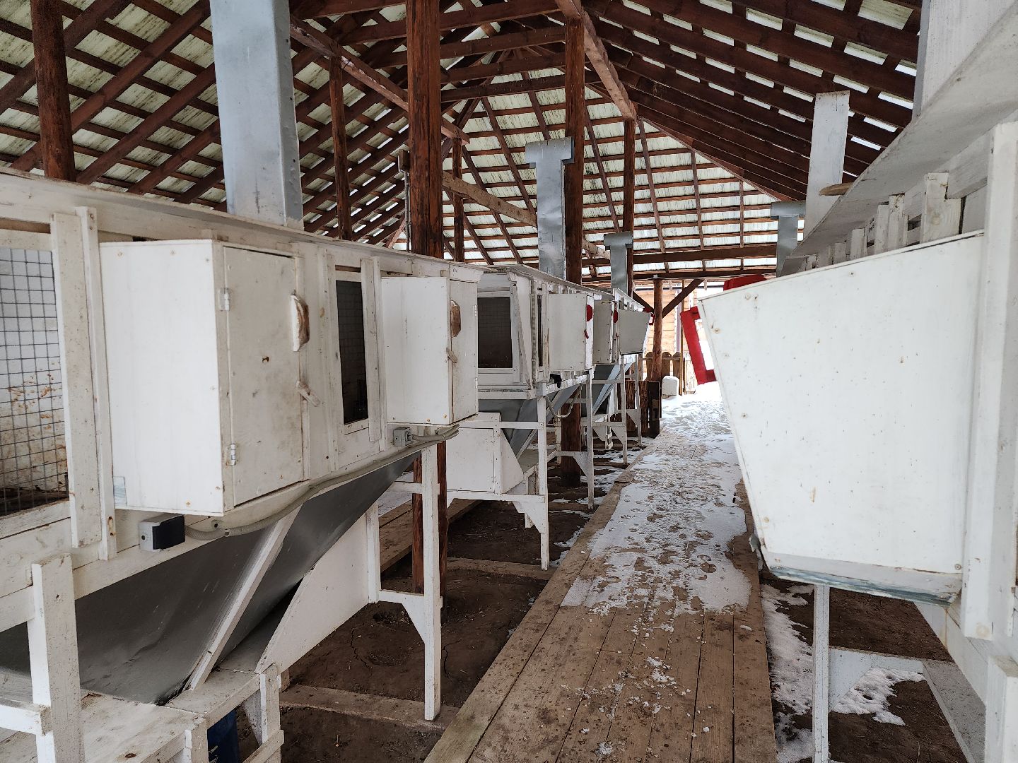 подмосковье, чехов, дикие белки, дети, агротуризм,