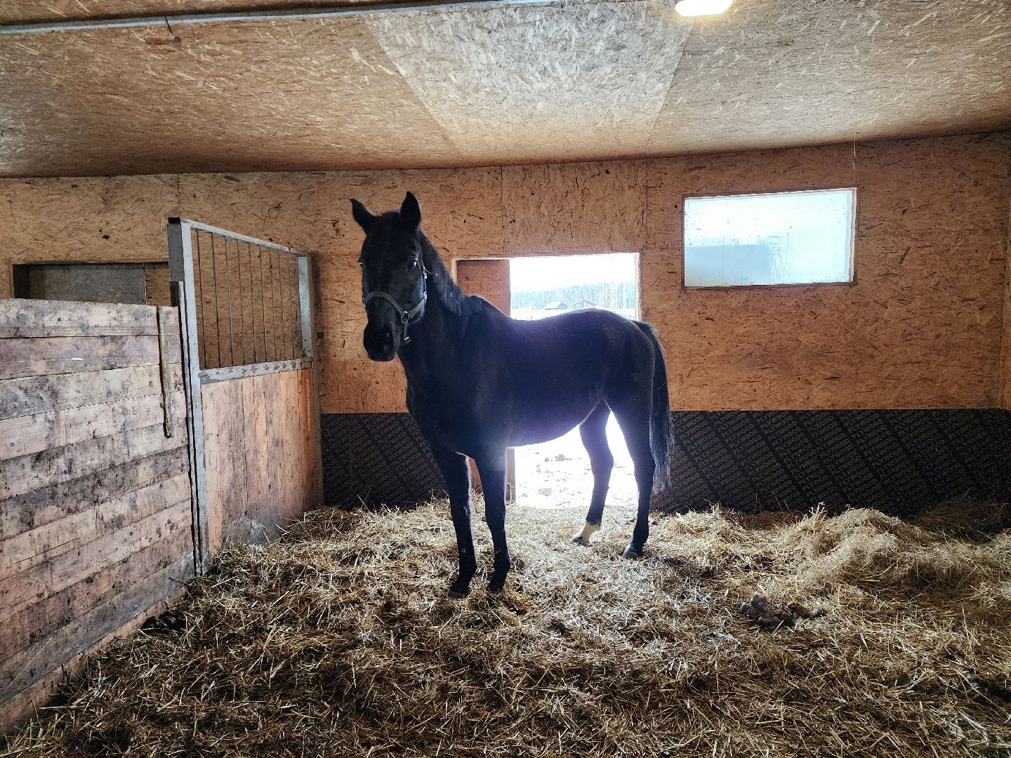 подмосковье, чехов, дикие белки, дети, агротуризм,