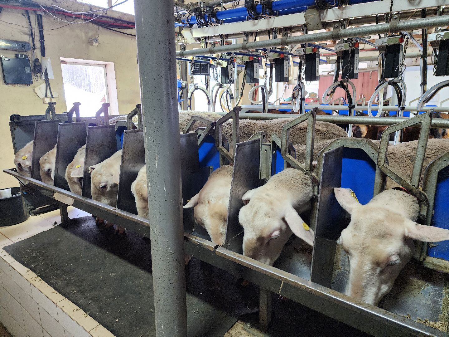 подмосковье, чехов, дикие белки, дети, агротуризм,