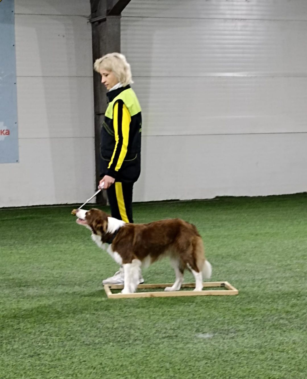 танцы с собаками, собаки, животные, Раменское