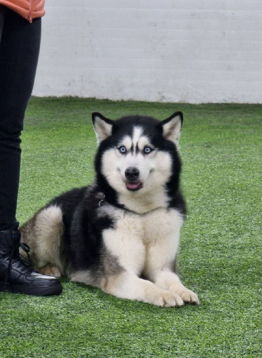 танцы с собаками, собаки, животные, Раменское