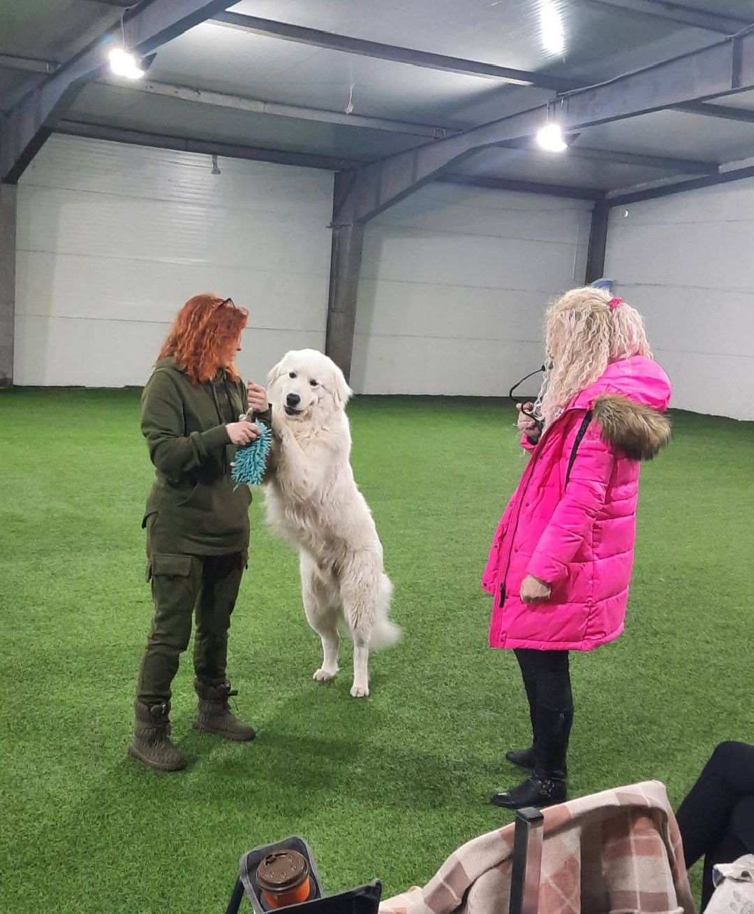 танцы с собаками, собаки, животные, Раменское