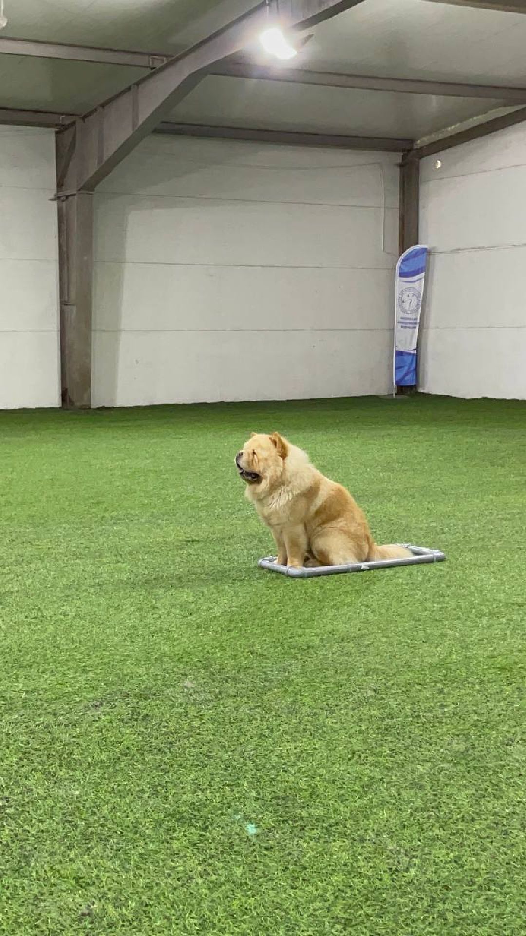 танцы с собаками, собаки, животные, Раменское