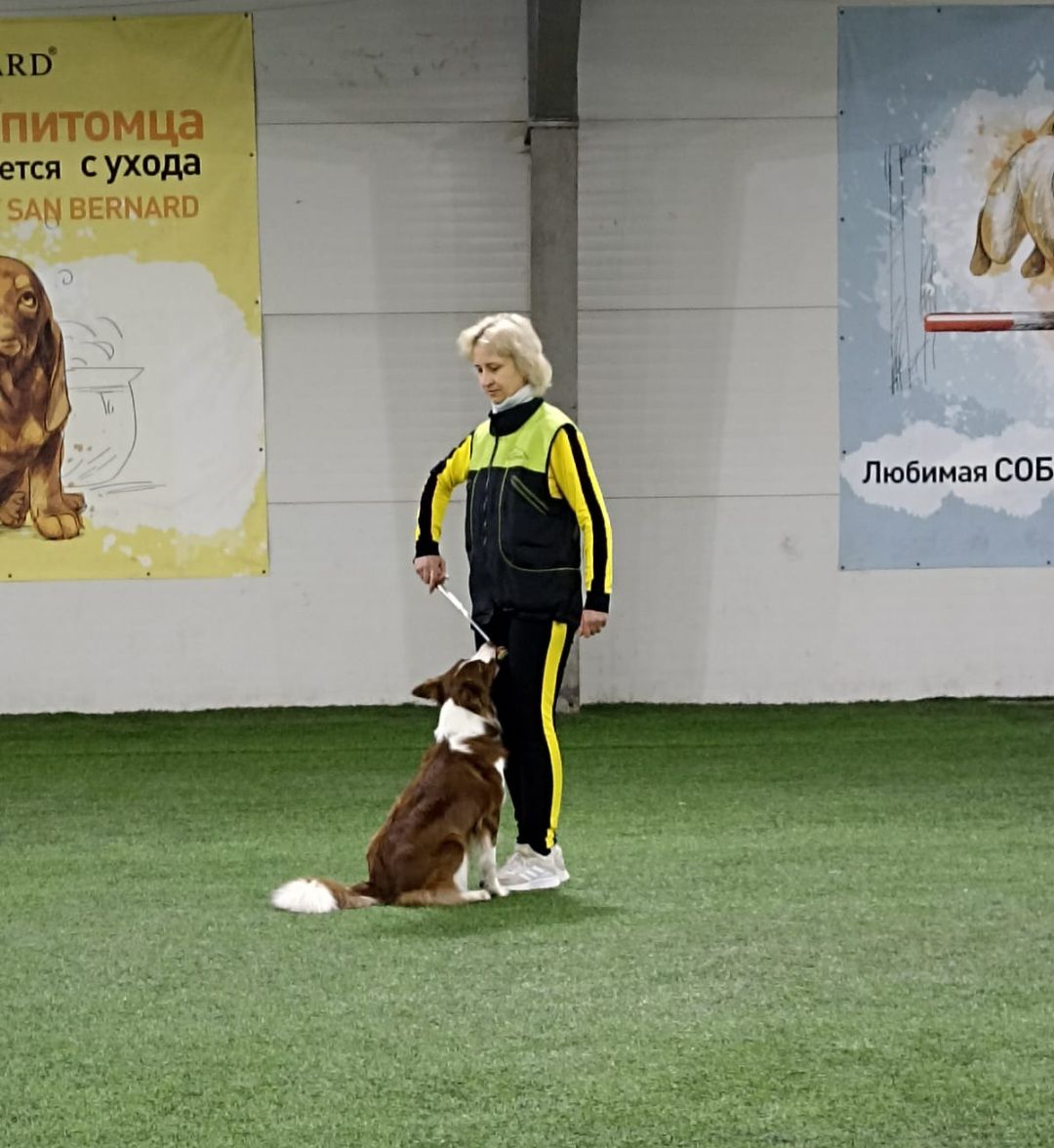 танцы с собаками, собаки, животные, Раменское