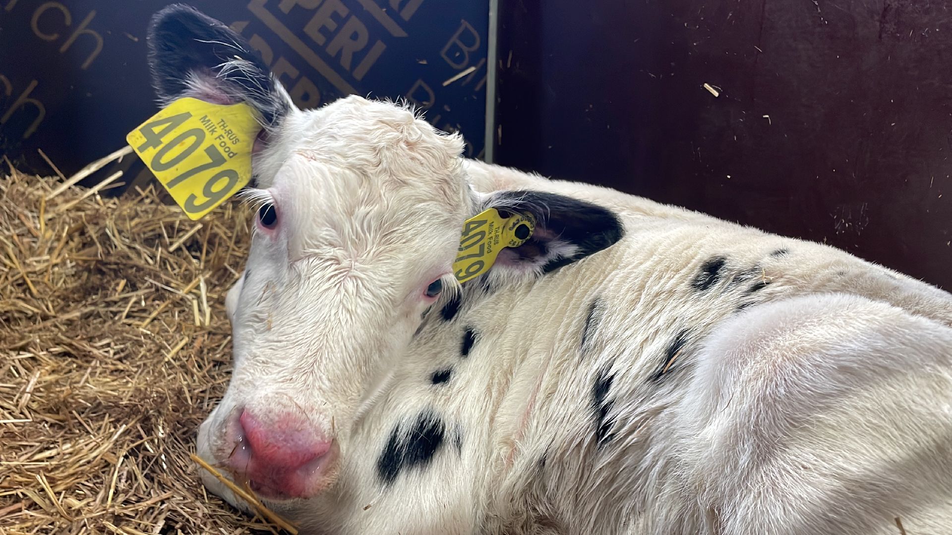 Волоколамск, сельское хозяйство, молочная продукция,