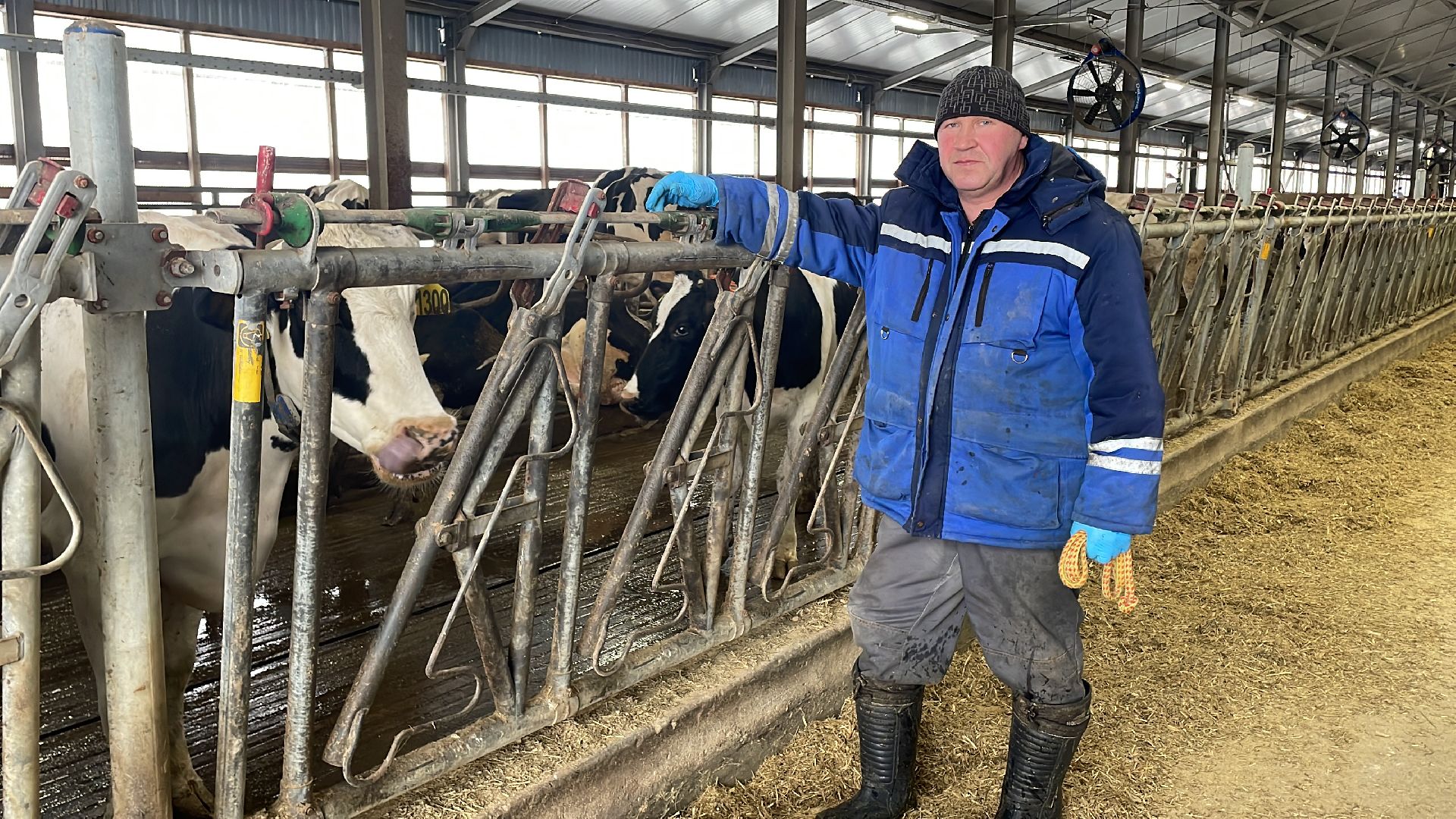 Волоколамск, сельское хозяйство, молочная продукция,