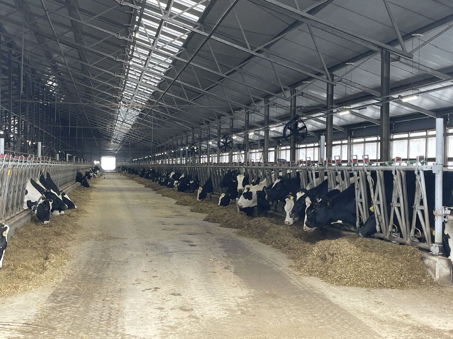 Волоколамск, сельское хозяйство, молочная продукция,