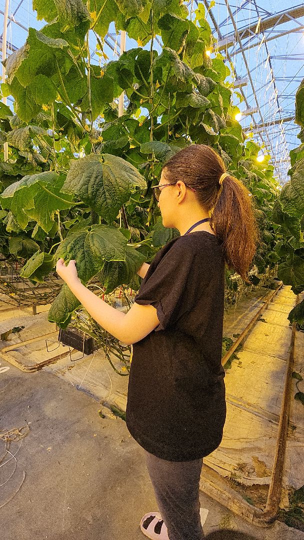 электросталь, теплицы, мой город, агрокомплекс, аграрии, агрокластер, агроном, овощи, агроподворье, производство, студенты, практика, колледж,