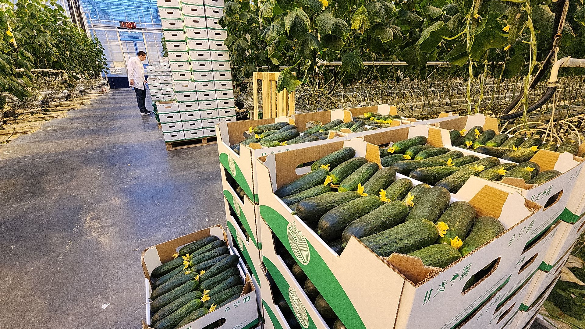 электросталь, теплицы, мой город, агрокомплекс, аграрии, агрокластер, агроном, овощи, агроподворье, производство, студенты, практика, колледж,