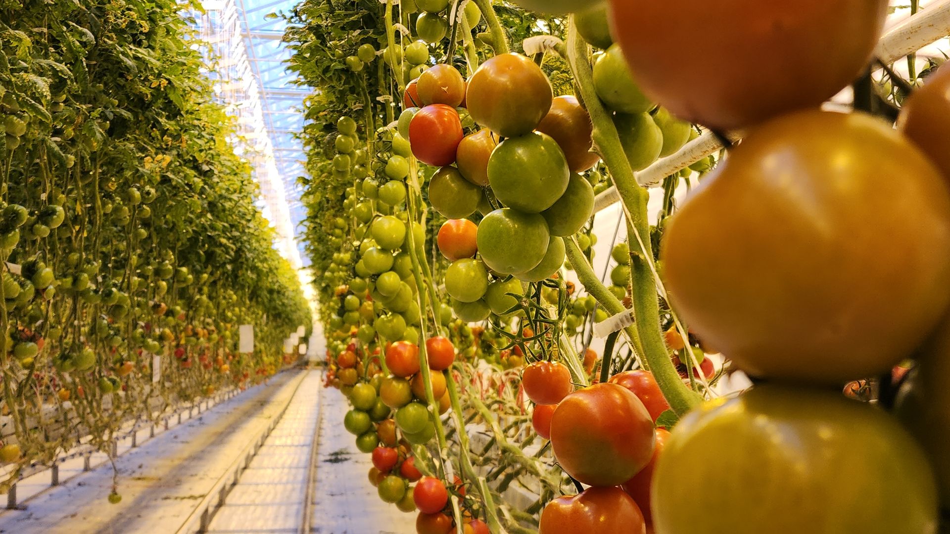 электросталь, теплицы, мой город, агрокомплекс, аграрии, агрокластер, агроном, овощи, агроподворье, производство, студенты, практика, колледж,