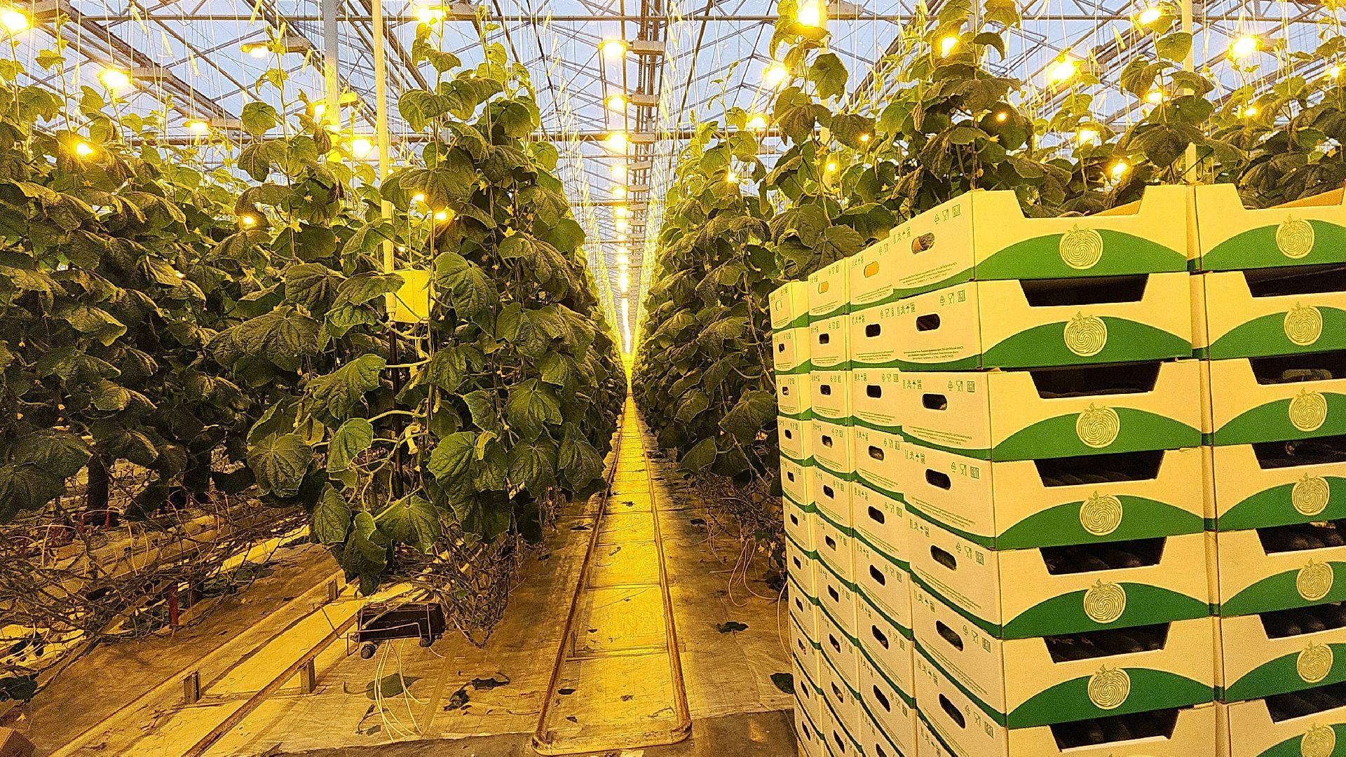 электросталь, теплицы, мой город, агрокомплекс, аграрии, агрокластер, агроном, овощи, агроподворье, производство, студенты, практика, колледж,