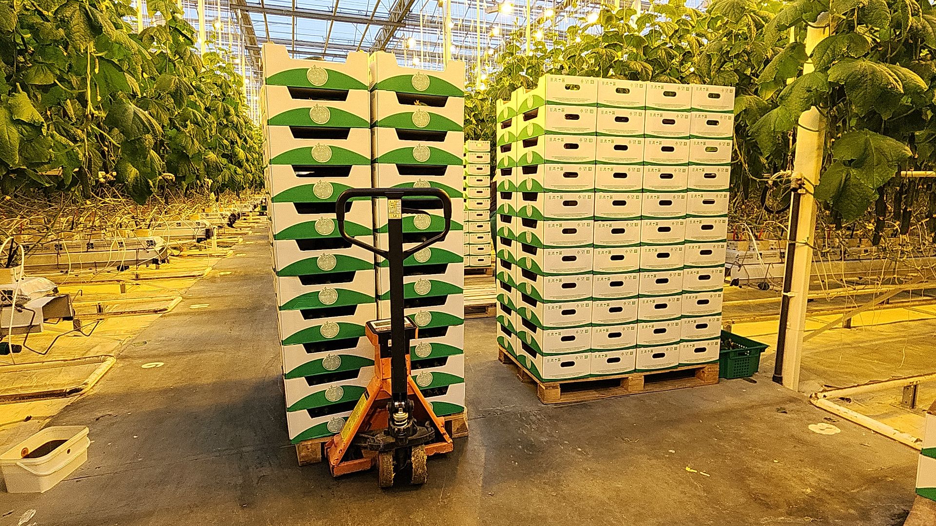 электросталь, теплицы, мой город, агрокомплекс, аграрии, агрокластер, агроном, овощи, агроподворье, производство, студенты, практика, колледж,