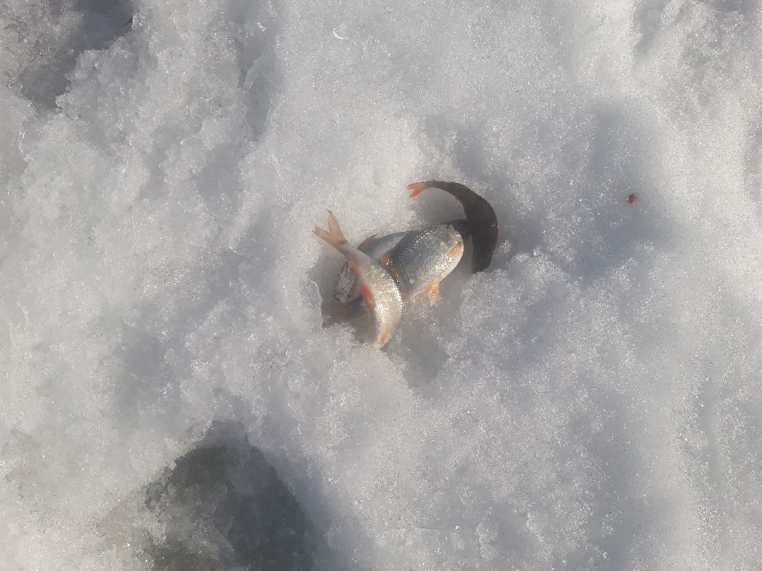 пенсионеры, выходные в подмосковье,