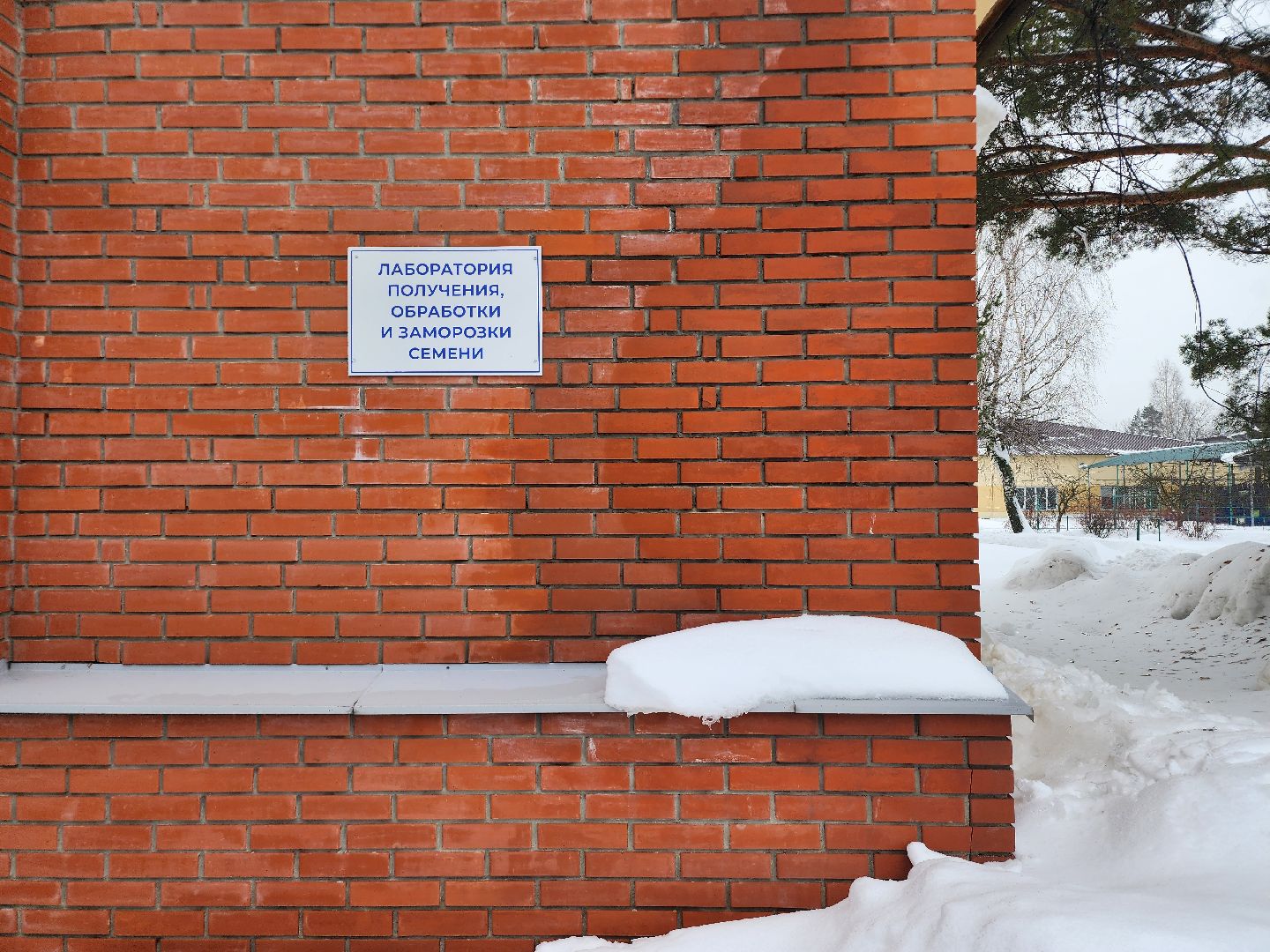 сельское хозяйство, племенные быки, предприятие, Ногинск, Богородский городской округ,