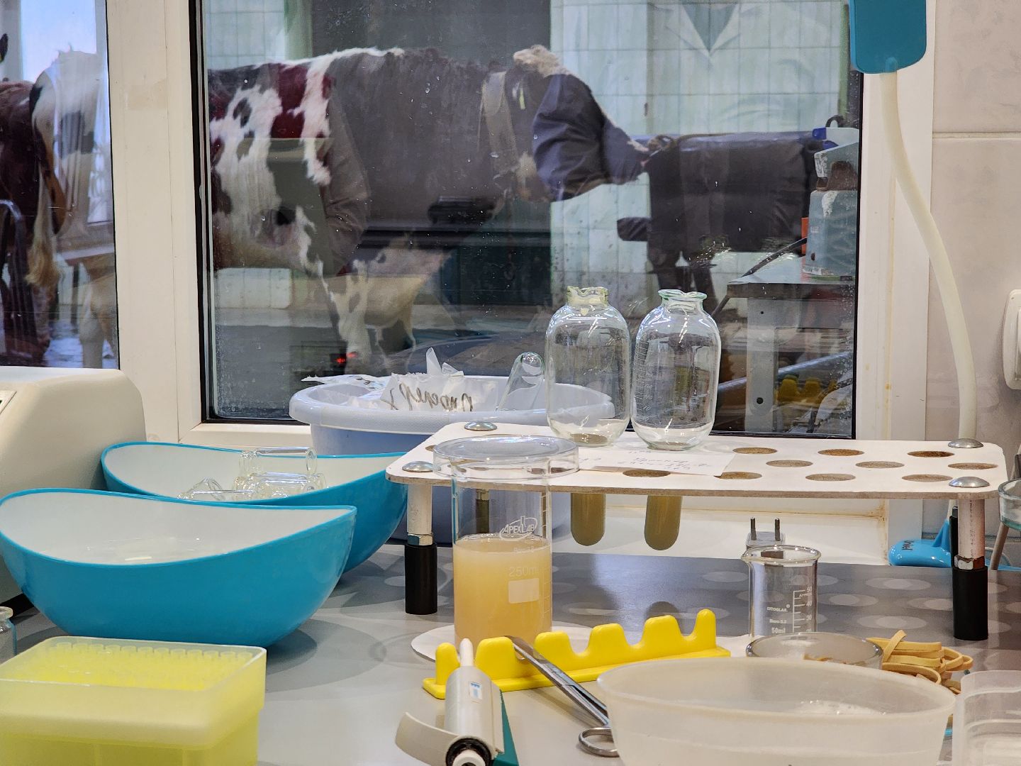 сельское хозяйство, племенные быки, предприятие, Ногинск, Богородский городской округ,