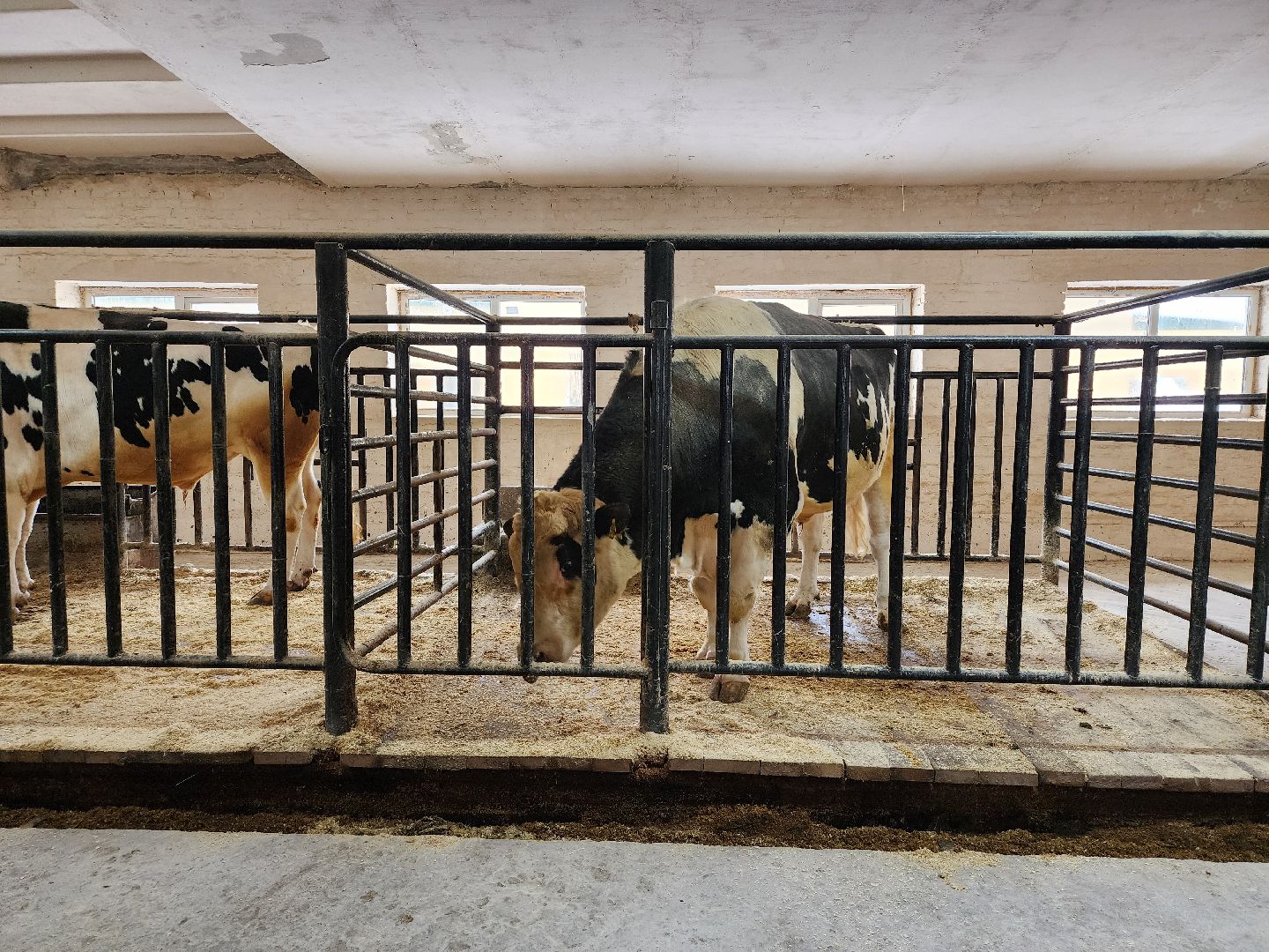 сельское хозяйство, племенные быки, предприятие, Ногинск, Богородский городской округ,