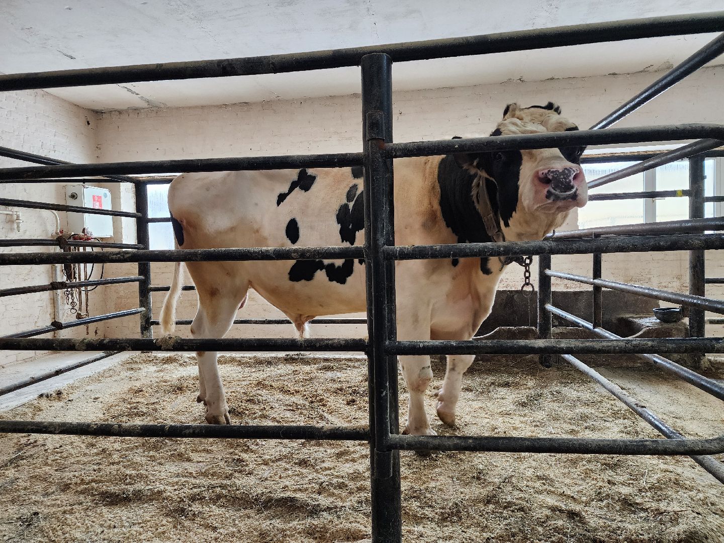 сельское хозяйство, племенные быки, предприятие, Ногинск, Богородский городской округ,