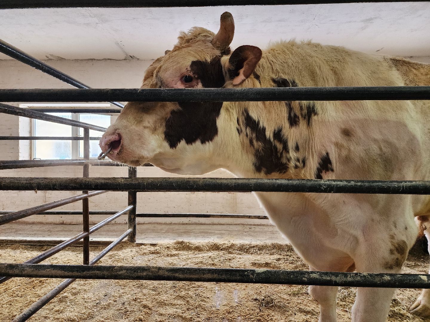 сельское хозяйство, племенные быки, предприятие, Ногинск, Богородский городской округ,