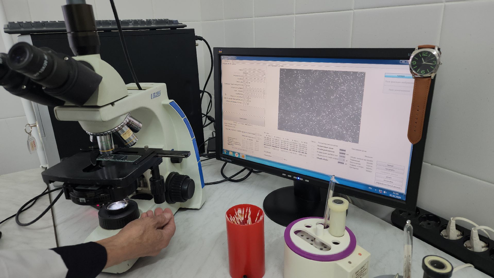 сельское хозяйство, племенные быки, предприятие, Ногинск, Богородский городской округ,