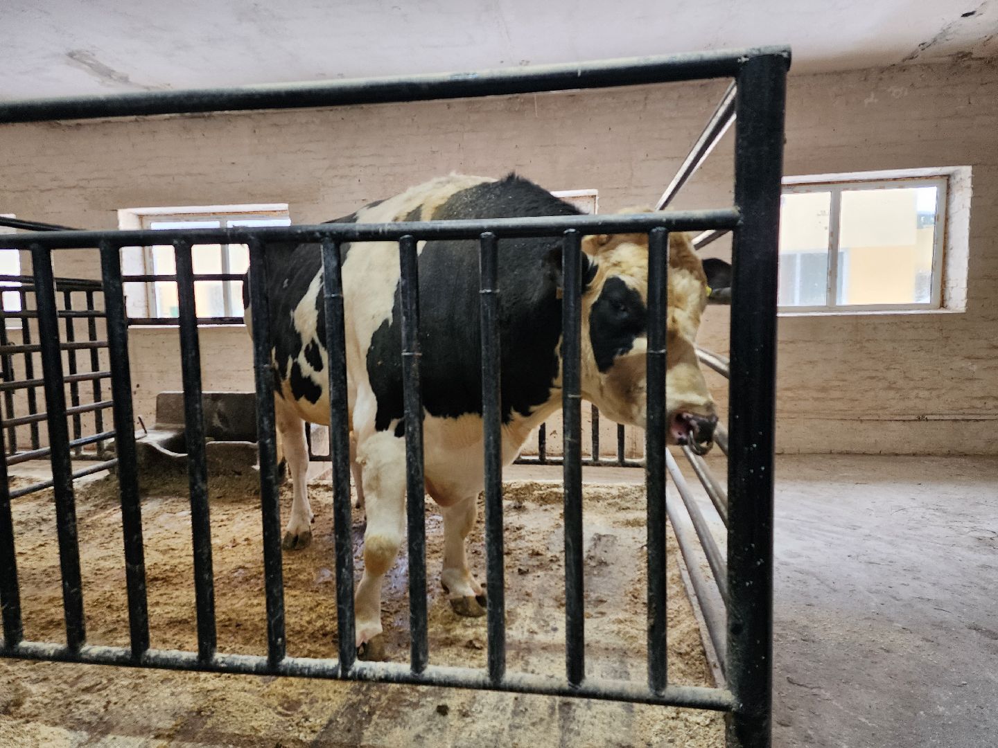 сельское хозяйство, племенные быки, предприятие, Ногинск, Богородский городской округ,