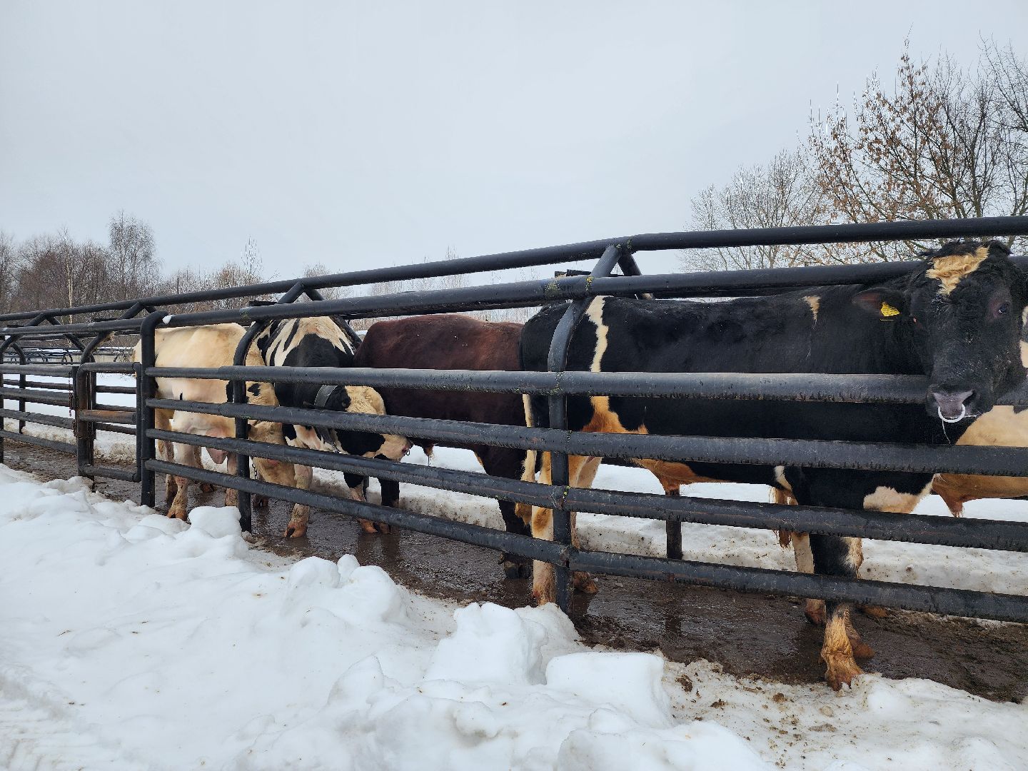 сельское хозяйство, племенные быки, предприятие, Ногинск, Богородский городской округ,