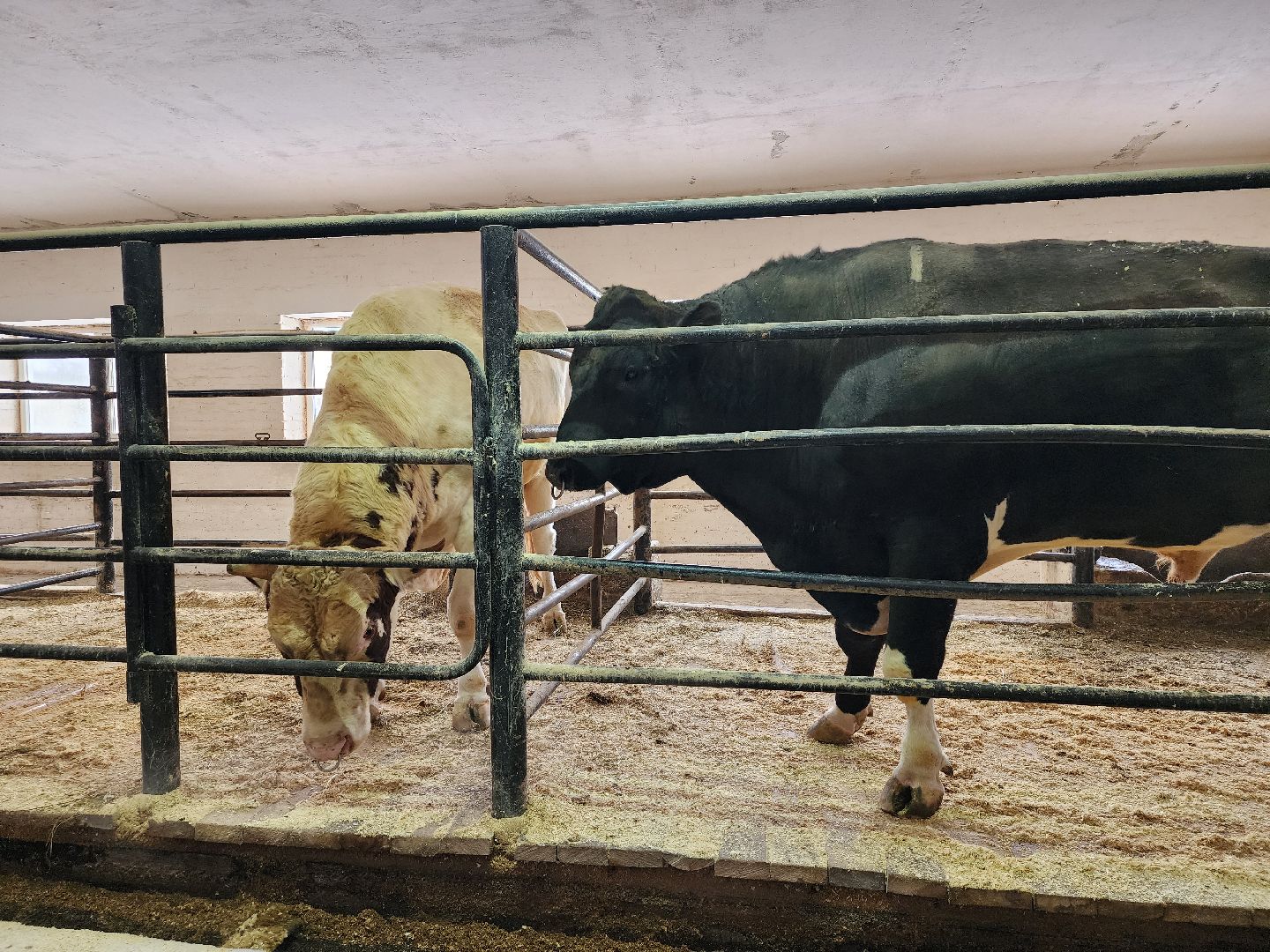 сельское хозяйство, племенные быки, предприятие, Ногинск, Богородский городской округ,