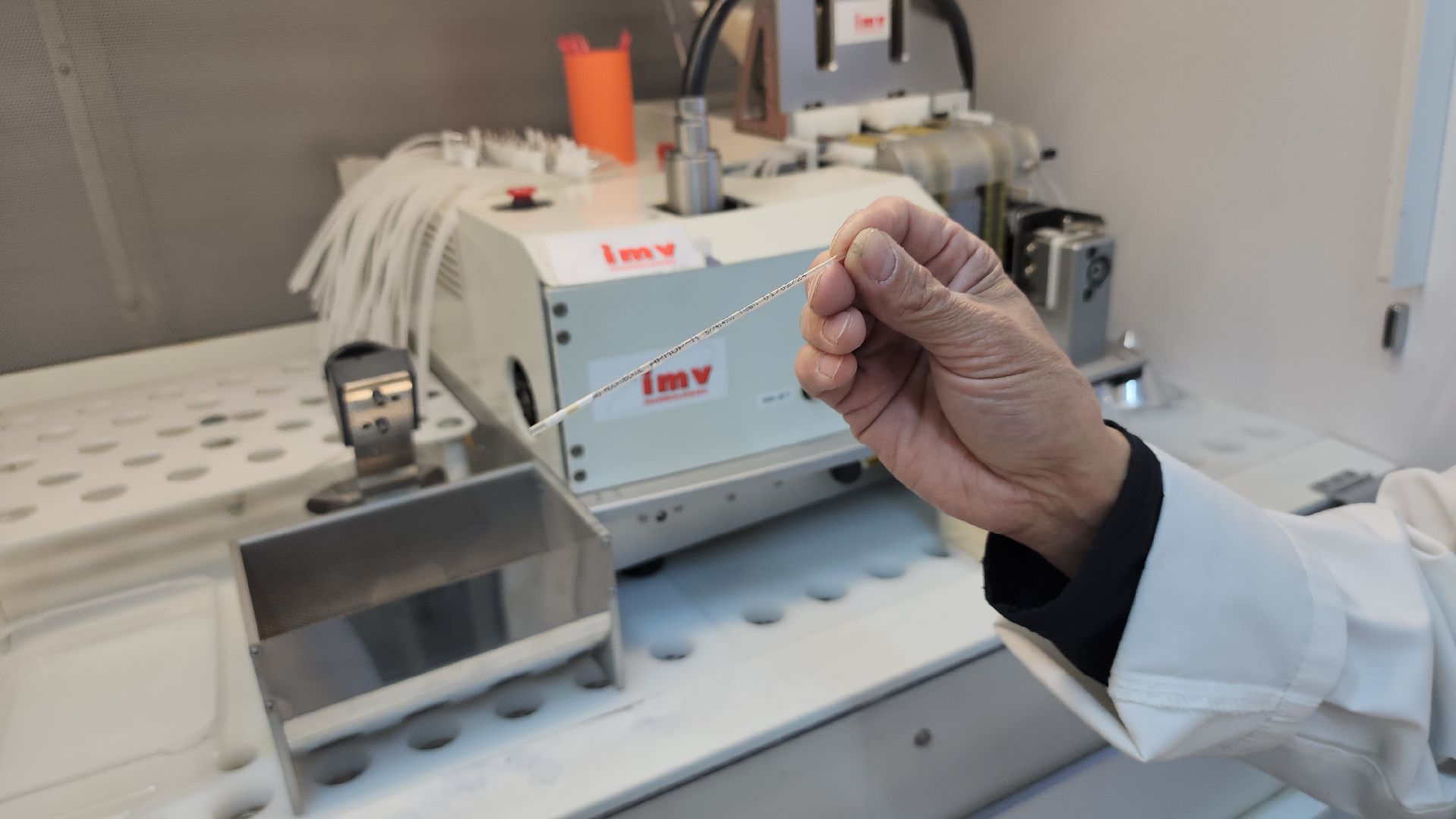 сельское хозяйство, племенные быки, предприятие, Ногинск, Богородский городской округ,