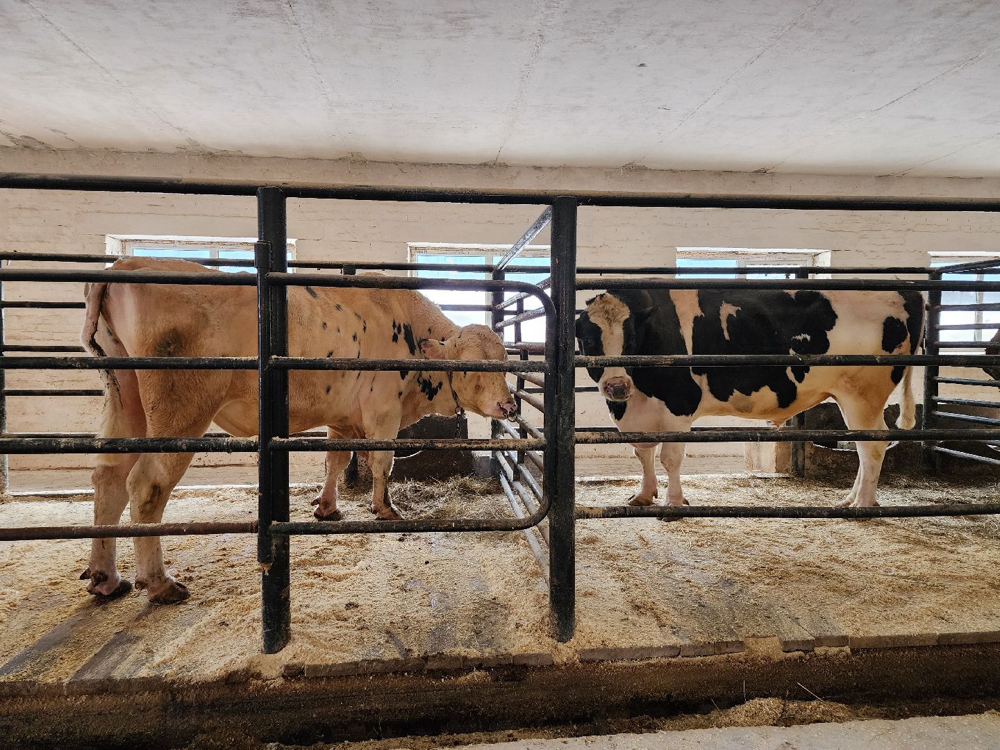 сельское хозяйство, племенные быки, предприятие, Ногинск, Богородский городской округ,