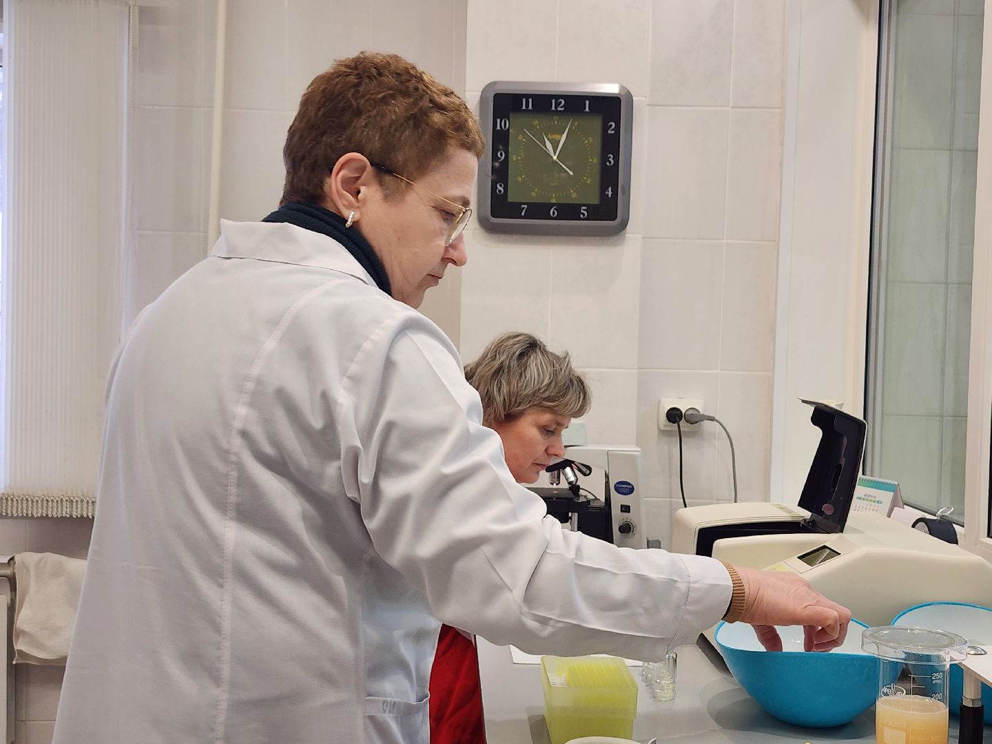 сельское хозяйство, племенные быки, предприятие, Ногинск, Богородский городской округ,