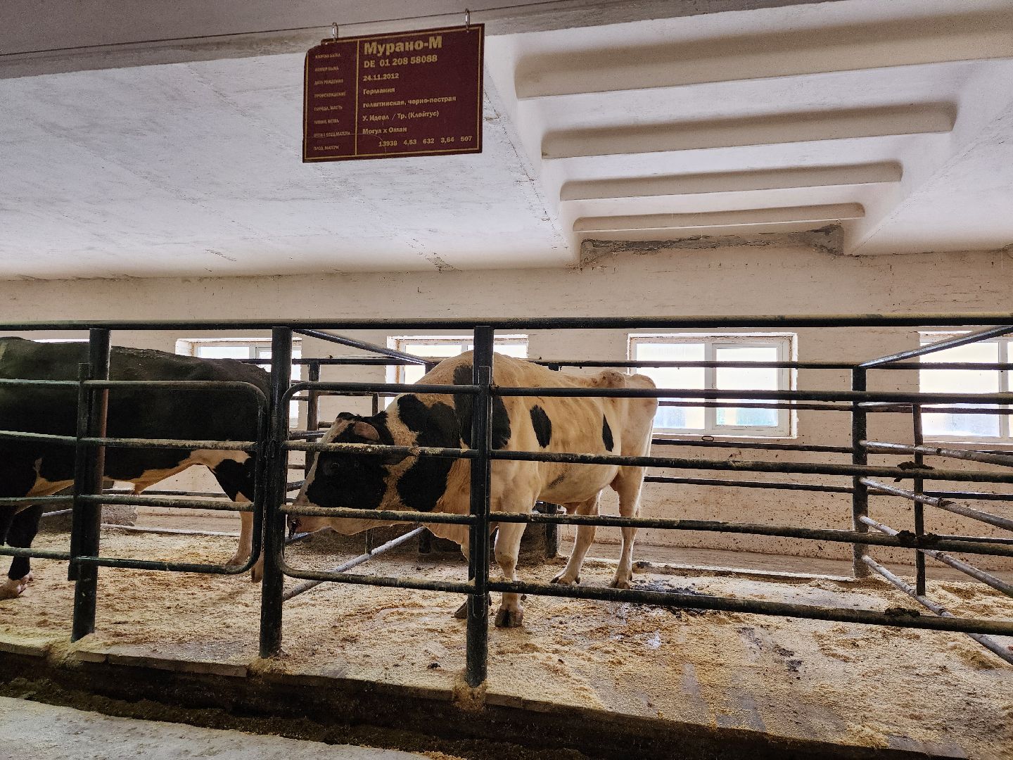сельское хозяйство, племенные быки, предприятие, Ногинск, Богородский городской округ,