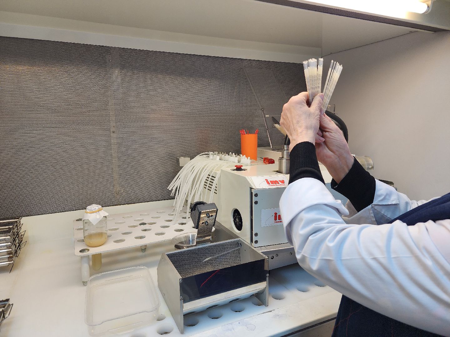 сельское хозяйство, племенные быки, предприятие, Ногинск, Богородский городской округ,